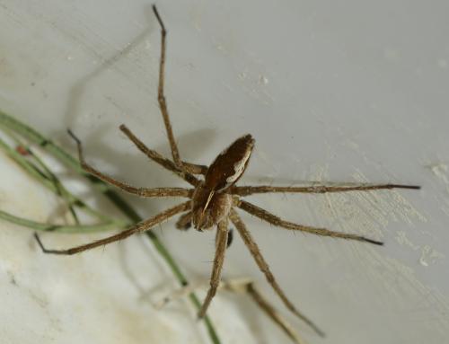 Réf. 283 840 : Pisaura mirabilis